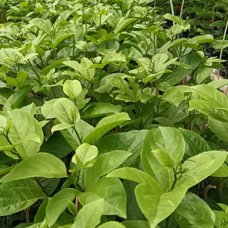 纯甜黄金百香果嫁接苗