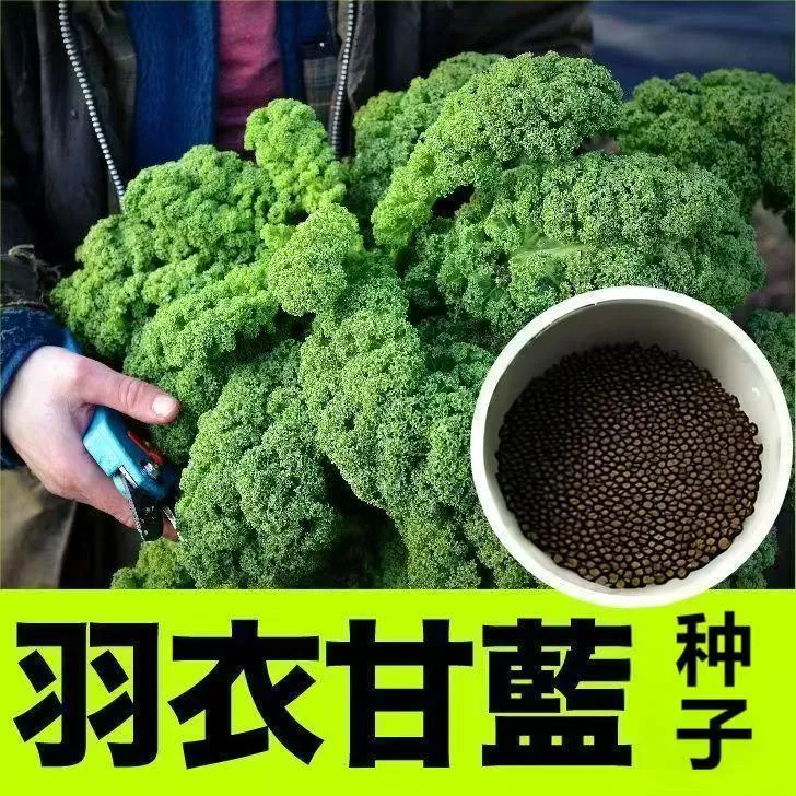 羽衣甘蓝蔬菜种子适合四季盆栽种植羽衣甘蓝