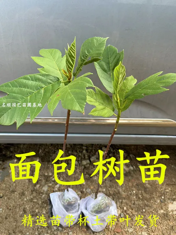 面包树树苗 面包树小苗 网红面包树 面包果小苗 猴面包果树苗盆栽