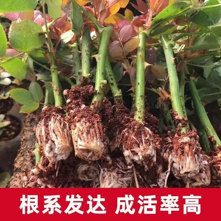 四季可栽耐热月季花苗玫瑰花苗户外阳台花卉绿植