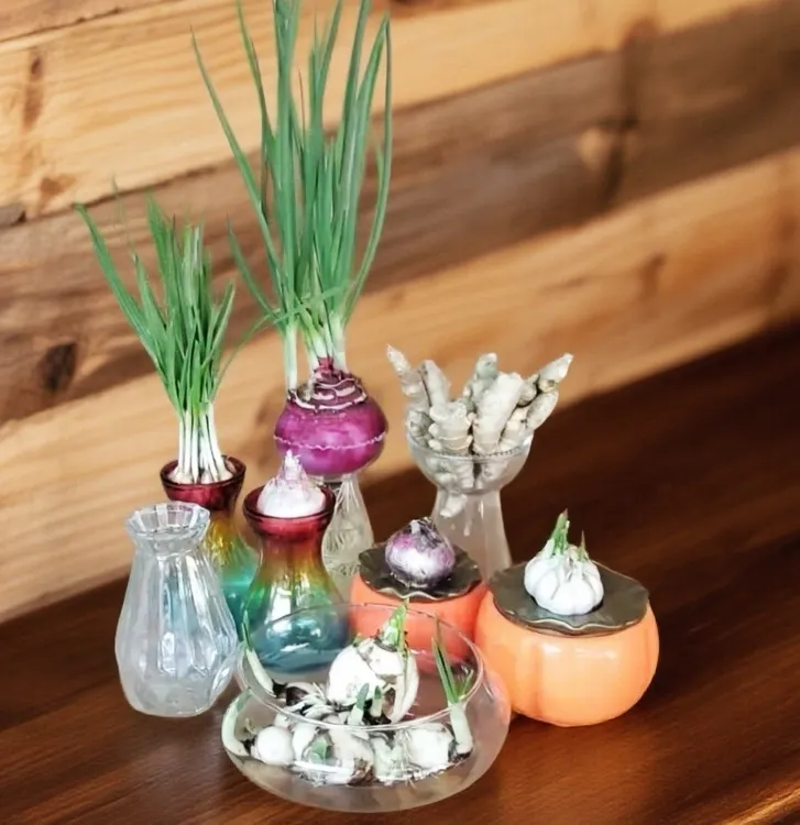 水仙花风信子洋葱禄根水培盆蔬菜萝卜红薯大蒜铜钱草通用玻璃盆