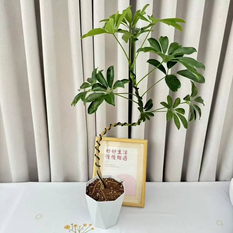 七叶莲盆栽八方来财花室内花卉四季常青净化空气植物花卉绿植盆栽