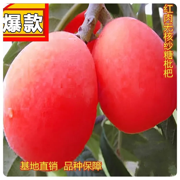 枇杷树苗红肉无核砂糖枇杷苗无籽苗新品枇杷树苗南北方种植耐寒苗