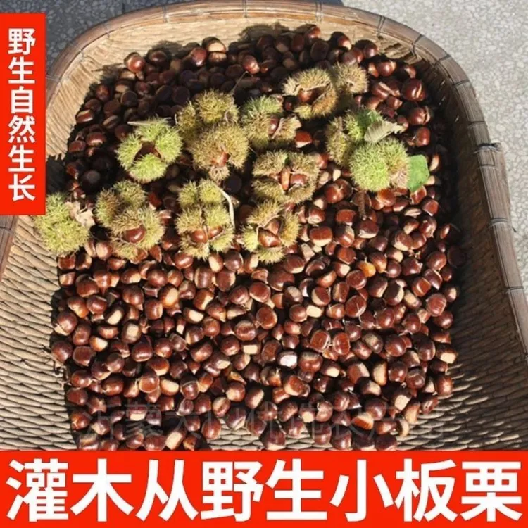 贵州纯野生小油栗子2025小毛栗子新鲜野生板栗新鲜野生山栗子