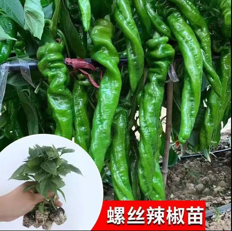 螺丝椒苗螺丝椒秧苗各种蔬菜苗大全四级种植阳台庭院盆栽高产抗病
