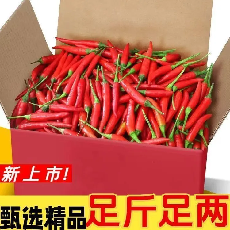 新鲜现摘特辣小米辣可用于餐饮调味的红辣椒小辣椒蔬菜纯天然