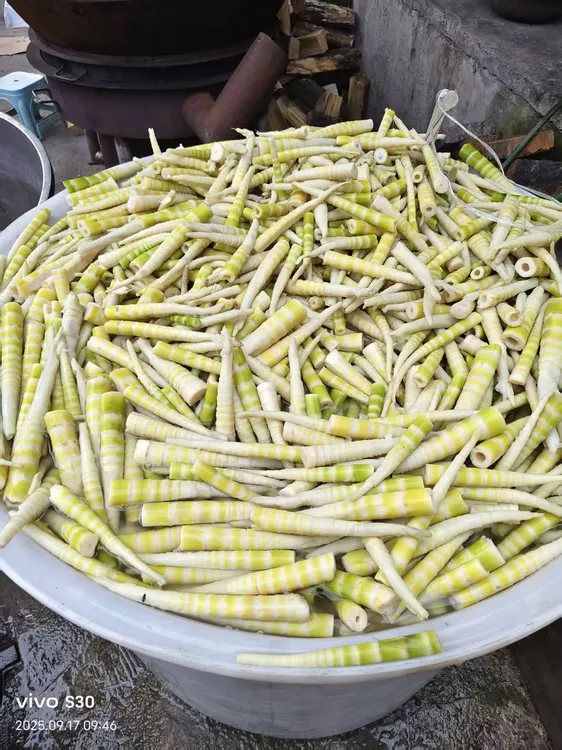 四川高山去壳黄金小竹笋鲜嫩脆爽