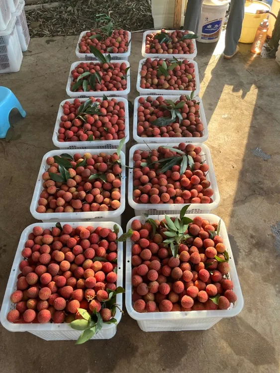 自家大型果园白腊荔枝新鲜优质广东省内包邮