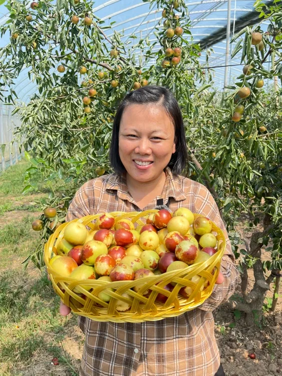 最后净树有青有红一代精品直口大果五斤包邮