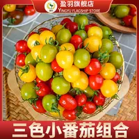 【盈羽】山东三色小番茄3斤装 单果8g+ （约110-140个）