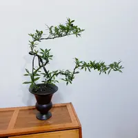 【牡丹栀子花】栀子花侘寂风植物花卉茶室内盆栽净化空气好养绿植