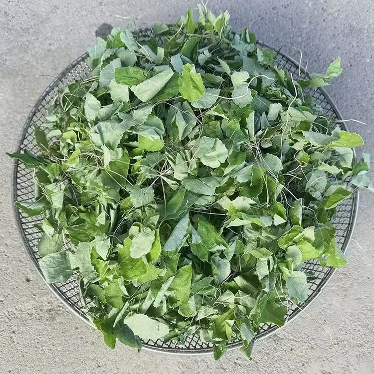 大山里的珍品   三支九叶草