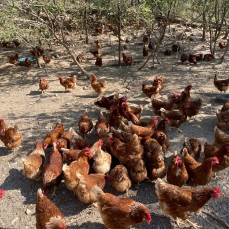 【青岛嫂子】农村大山散养土鸡蛋一斤7️⃣到8️⃣个