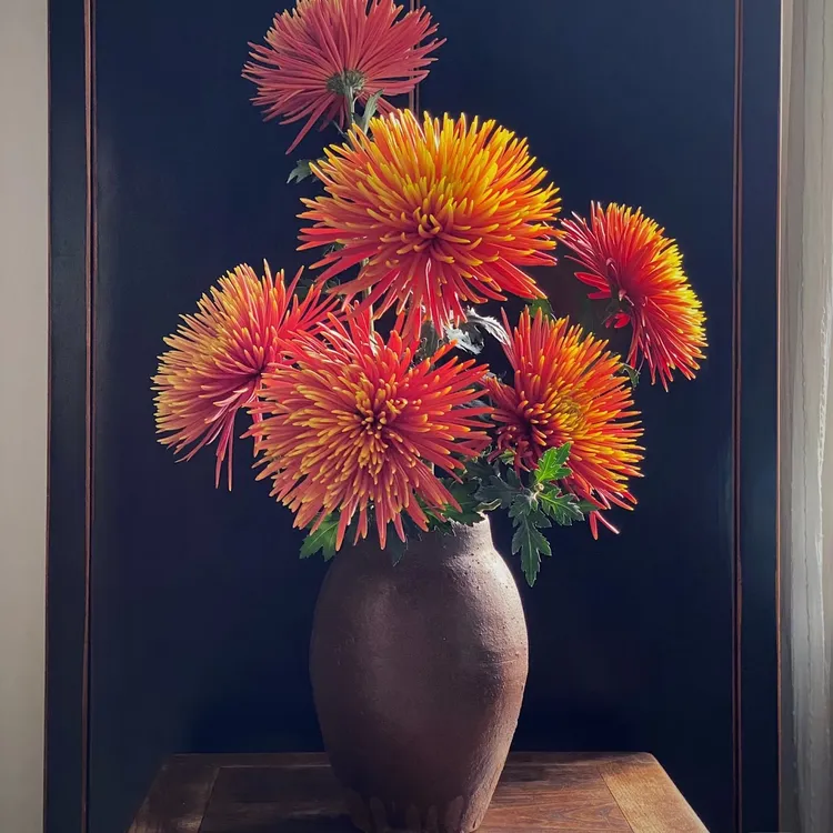 喜木*烟花菊水培鲜切花