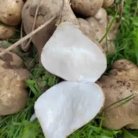 湘西高海拔露天种植凉薯地萝卜