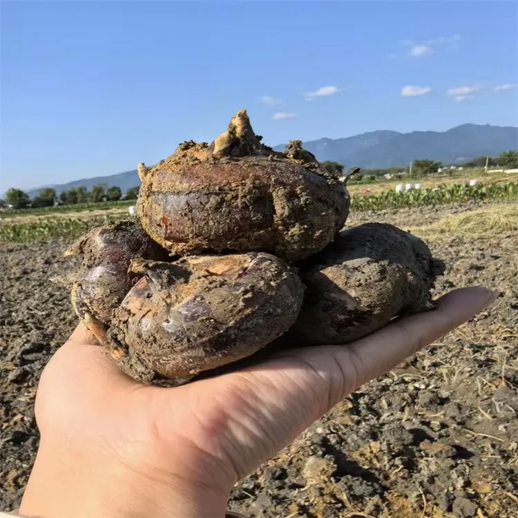 始兴顿岗乐昌新鲜马蹄荸荠果生吃现挖水果韶关特产装包邮