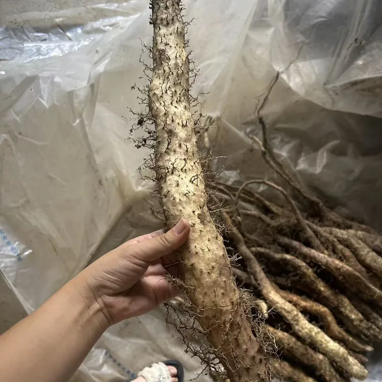 利川团堡正宗富硒山药