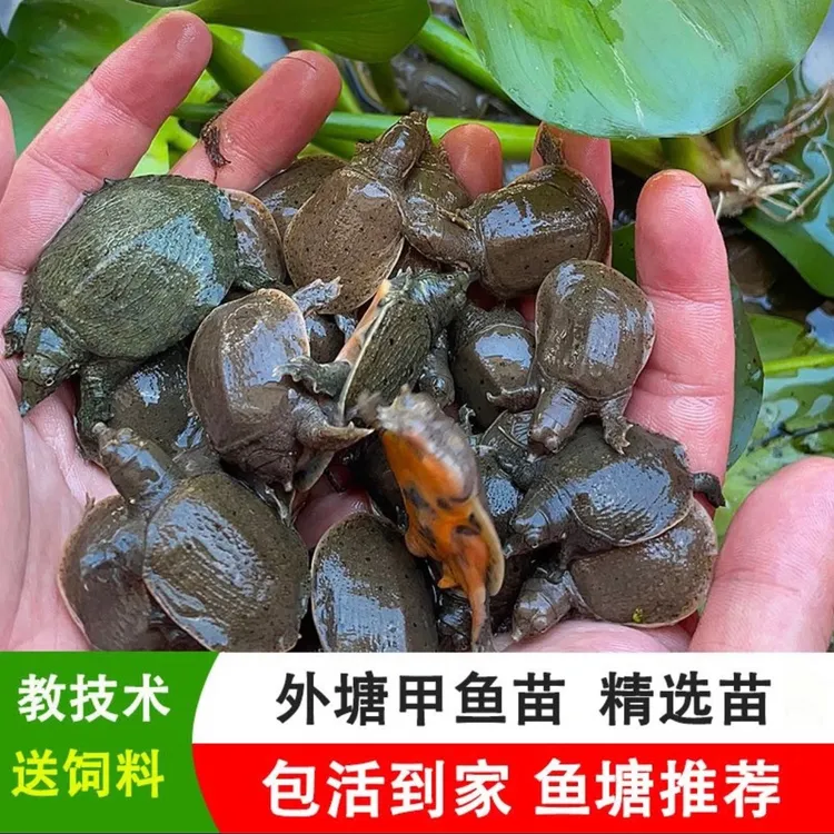 【2025新出克甲鱼苗】鱼塘水库养殖水鱼团鱼鳖孵化养殖场挑选生长