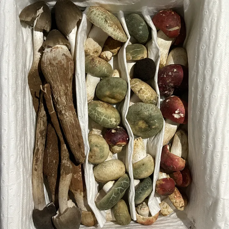 云南野生菌煲汤火锅组合装500克顺丰包邮