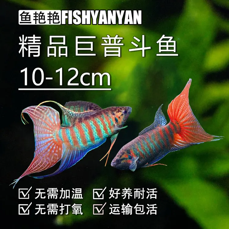 中国斗鱼10-12厘米巨普种鱼冷水菩萨鱼淡水活体鱼无需打氧观赏鱼