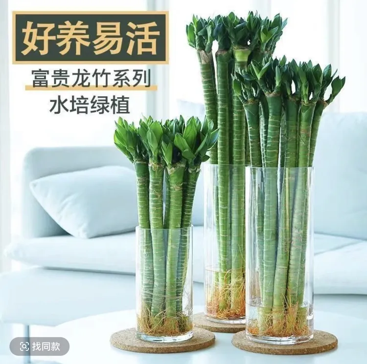 文昌竹龙竹带根水养富贵转运竹节节高水培室内客厅植物4