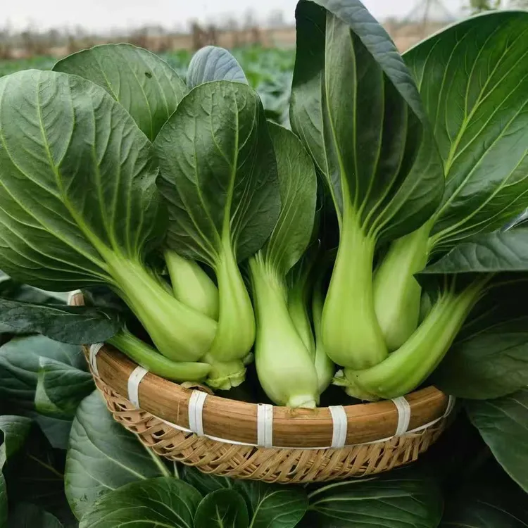 农村露天霜打（小青菜）精品净菜现摘现发