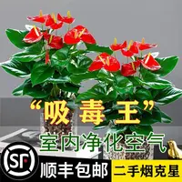 红掌盆栽鸿运当头绿萝花卉植物室内花水培白掌绿植发财树净化空气