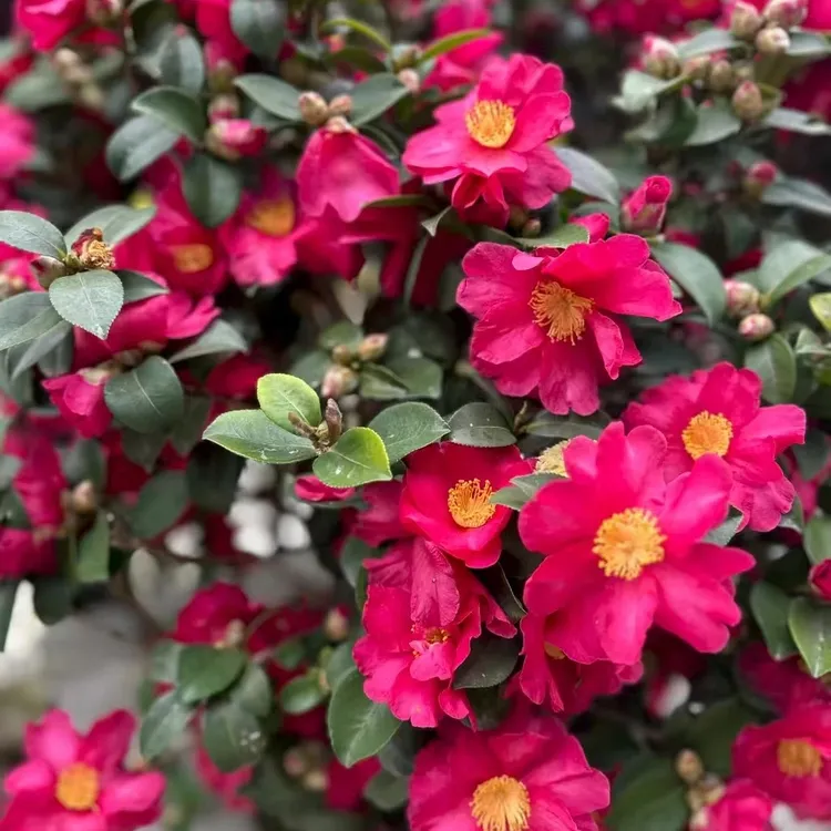 春秋花园 精品茶梅四季开花新手易养带花苞适合室内外种植