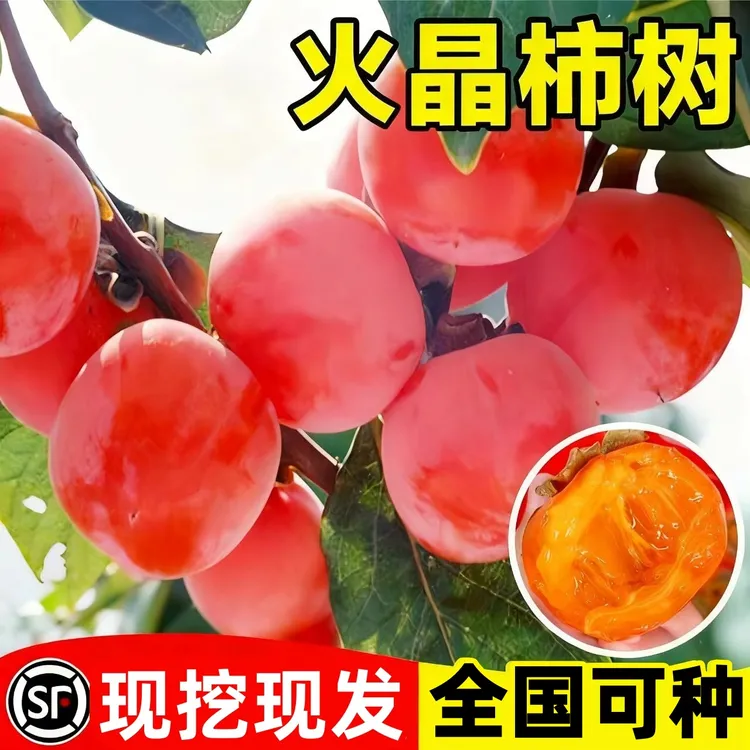 柿子苗树苗嫁接果树苗南北方种植地栽火晶柿脆甜柿子树苗当年结果
