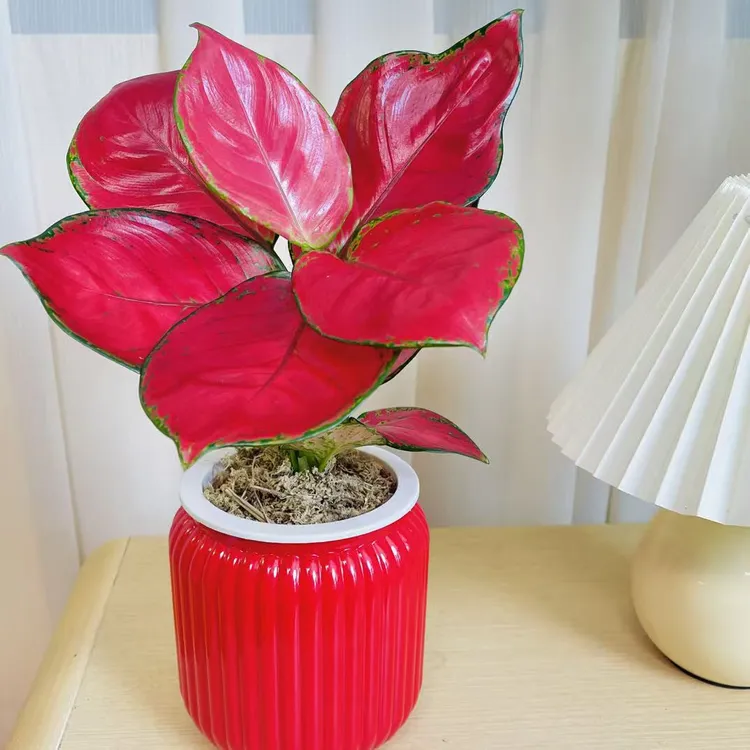 吉利红如意盆栽水培植物吸除甲醛好养四季易活