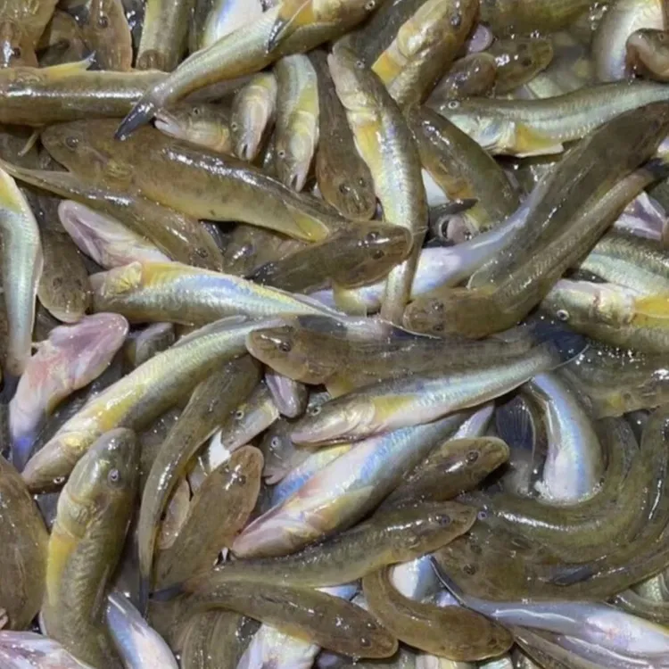 新鲜海捕沙光鱼胖头鱼龙尾鱼速冻发货