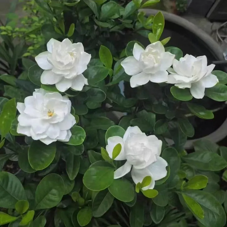 法连重瓣稀有栀子花海棠花凤仙花夹竹桃浓香耐热绿植阮迪慧
