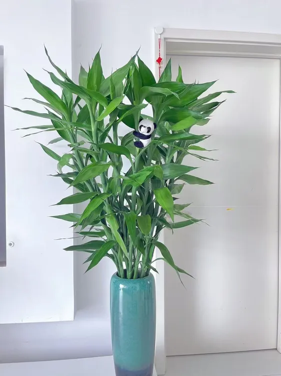 云南基地富贵竹  竹报平安万事兴（好养易生根）