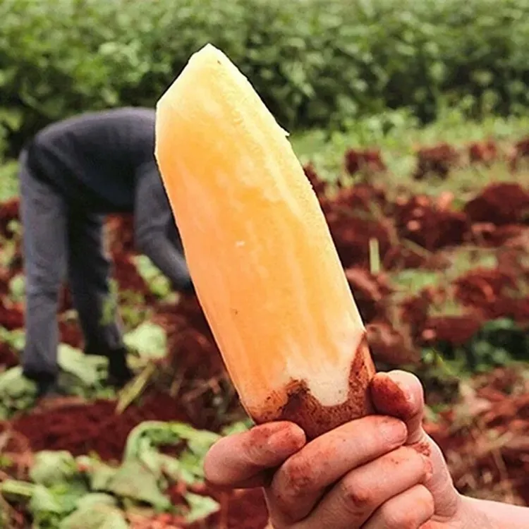 云南天山雪莲果新鲜水果当季现挖脆甜红心雪连果时令3/5/9斤