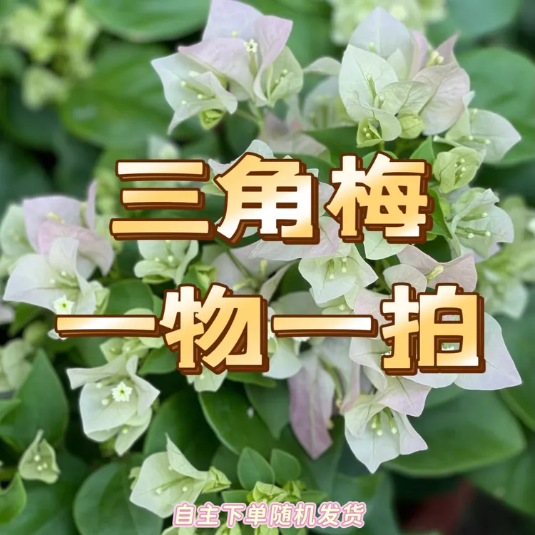 【一物一拍】三角梅基地直发原盆原土阳台庭院包对品种易开花好养