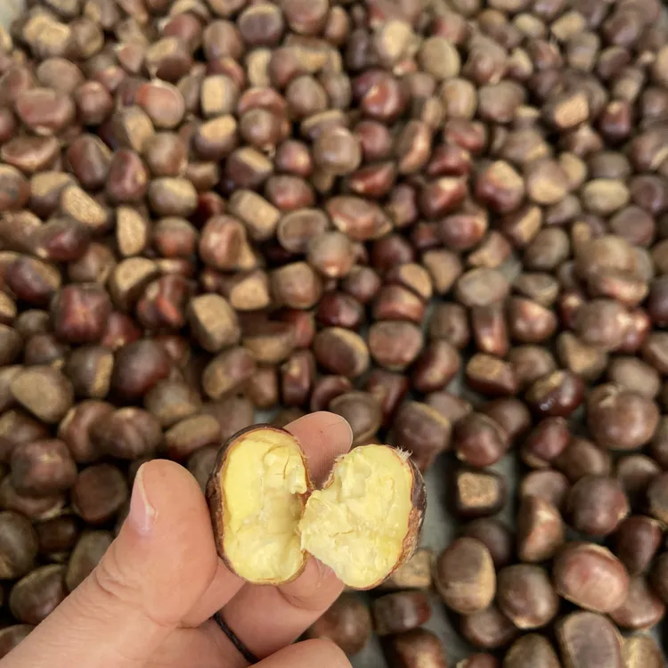 正宗迁西板栗3113大果55粒左右