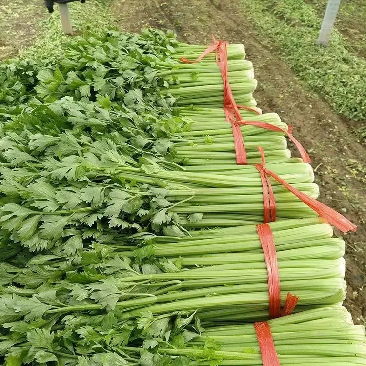 本地西芹 新鲜发货 保证品质 榨汁 生吃 基地直发 脆嫩多汁 新鲜