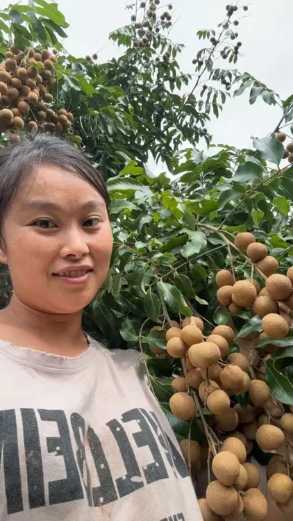 {中}书楼金江石峡储良龙眼现摘现发脆爽清甜新鲜水果顺丰包邮