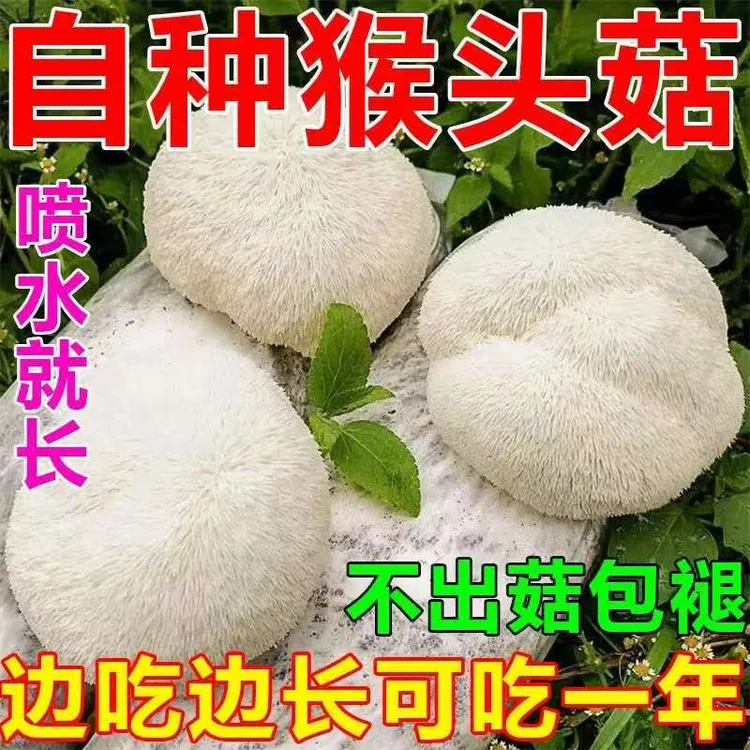【不出包赔】猴头菇菌包菌种家庭庭院种植新鲜猴头菇火锅煲汤包邮