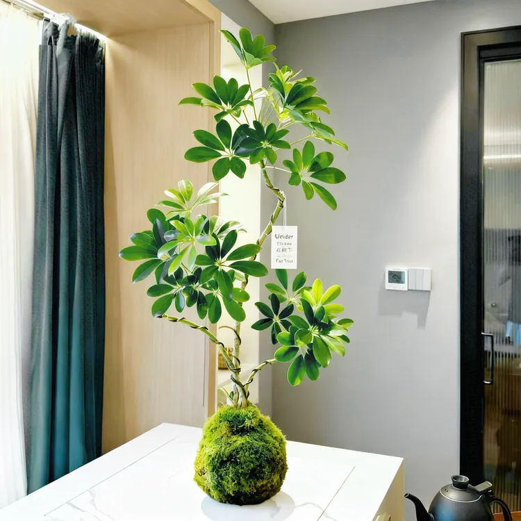 鸭脚木发财树苔藓球盆栽室内办公室桌面四季绿植净化空气好养花卉