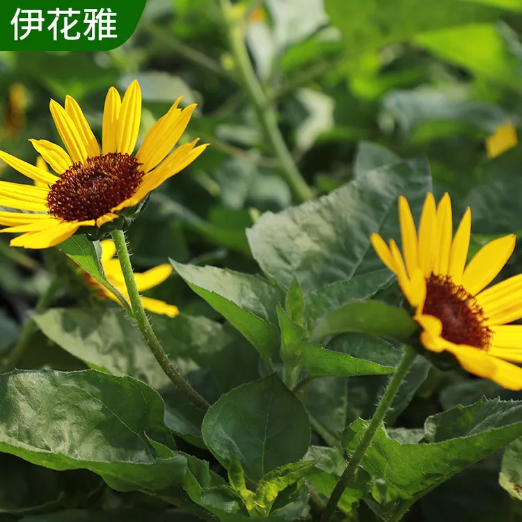 向日葵盆栽带花苞太阳花苗室内阳台室外开花植物绿植花卉鲜花种植