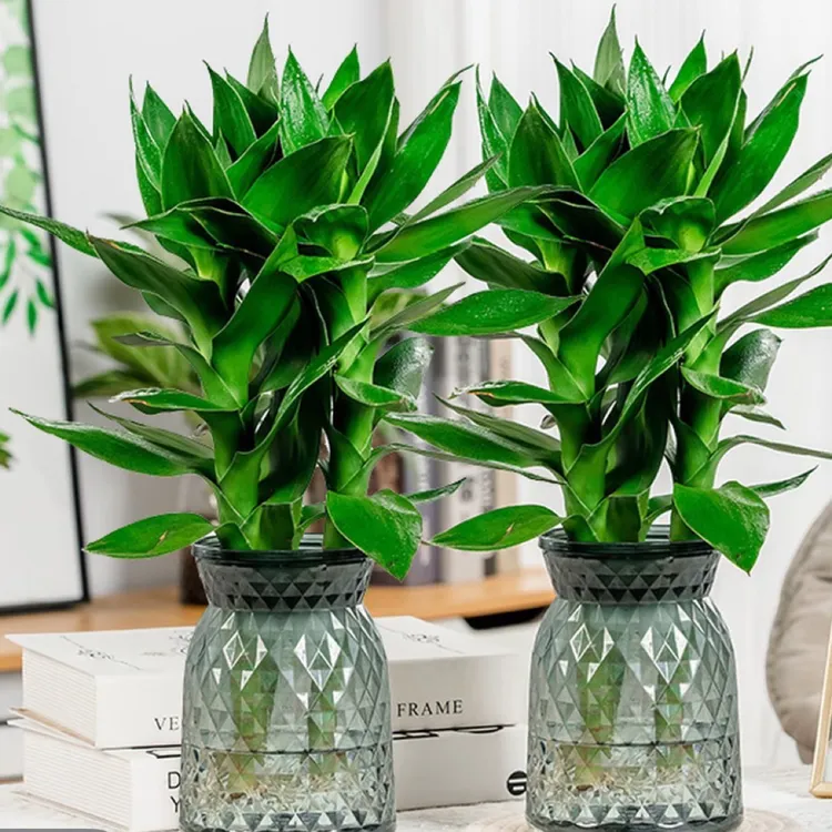 带根观音竹水培绿植四季好养盆栽植物花易活净化清新空