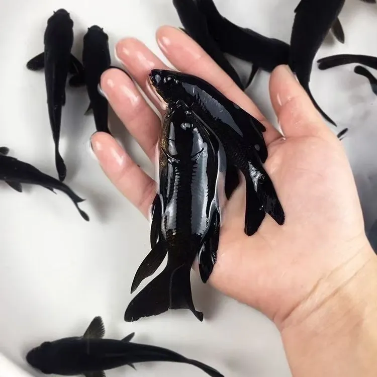 纯种黑色鱼黑鱼招财鱼好养耐活冷水观赏鱼长短尾随机
