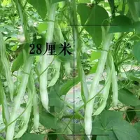 【满五包包邮】易活九粒白芸豆种耐寒四季豆种东北特产搭架蔬菜种子