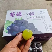 【坏果包赔】菩提老祖藤引葡萄3.5-4斤