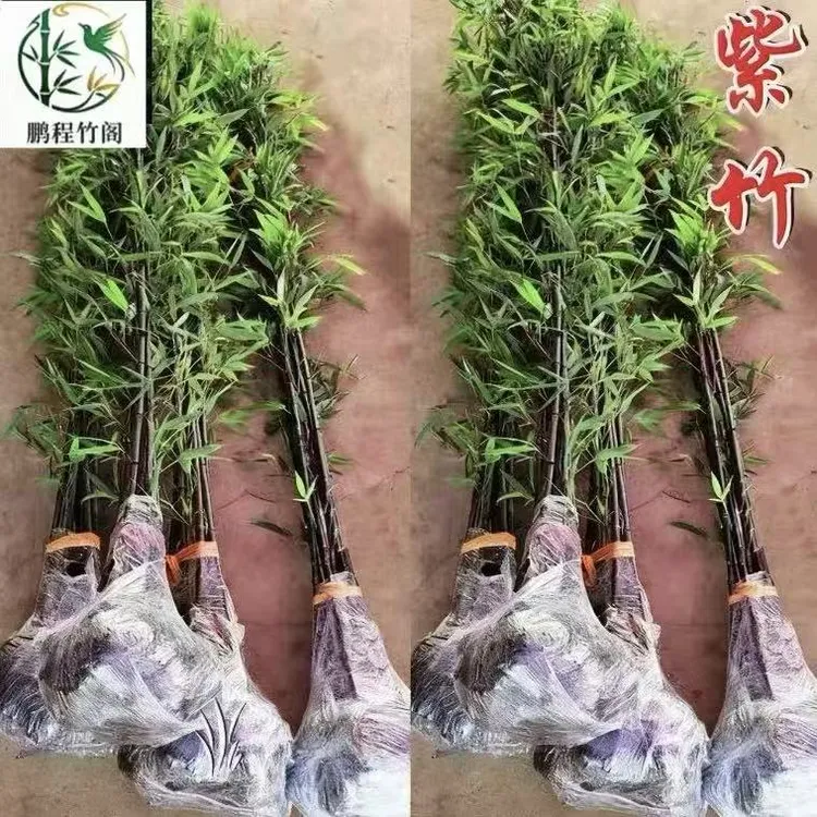 精品紫竹苗四季常青庭院花园植物全冠不修剪竹子苗罗汉竹北方耐寒