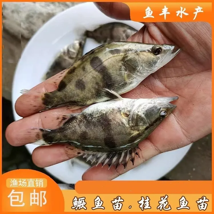 原生鱼桂鱼鳜鱼翘嘴桂白桂鱼苗观赏缸可养