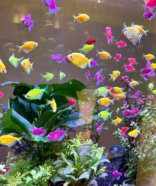 糖果色天使鱼活体淡水群游耐活好养小型宠物鱼天使鱼