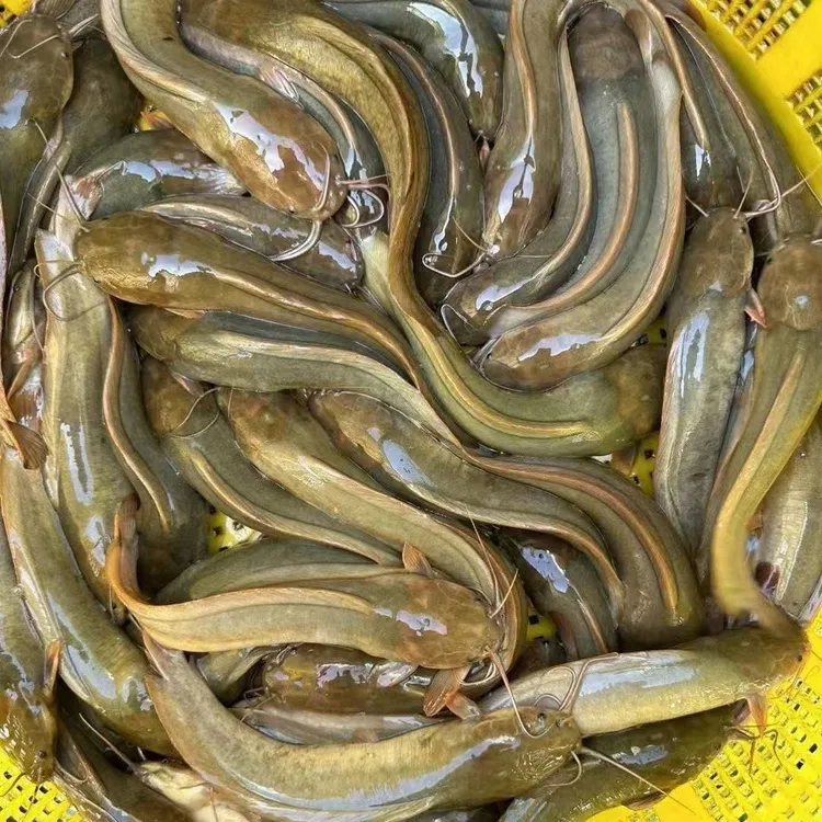 皇妃一号本地塘角鱼塘鲺鱼土鲶淡水三黄土塘虱广州发货