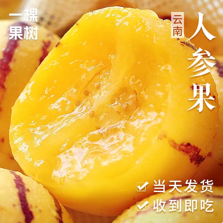 【清甜多汁】云南石林人参果新鲜树上熟低糖水果甘甜可口